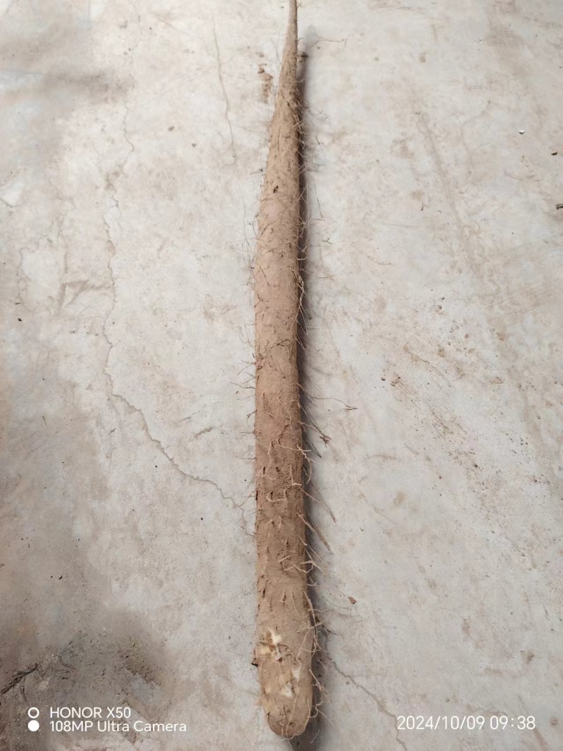 山药麻山药大小规格都有口感面甜产地直供一手货源
