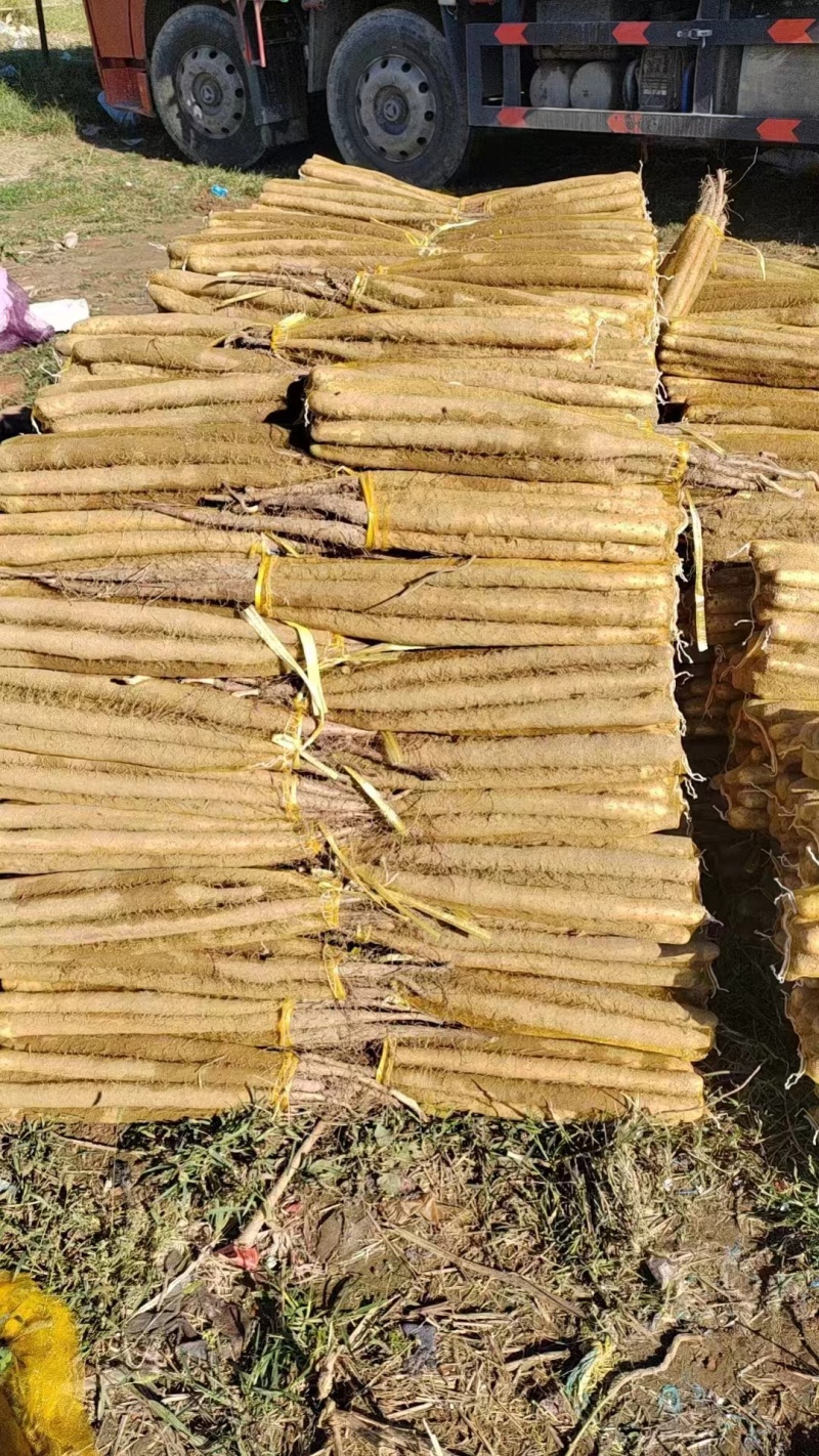 山药麻山药大小规格都有口感面甜产地直供一手货源