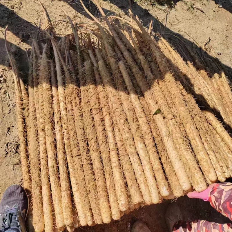 山药麻山药大小规格都有口感面甜产地直供一手货源