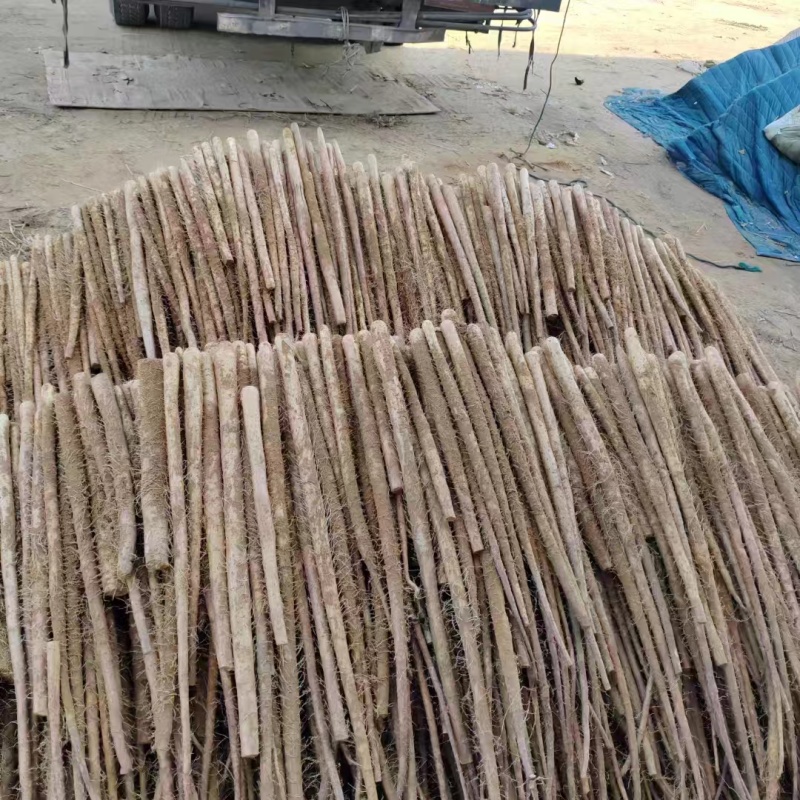 山药麻山药大小规格都有口感面甜产地直供一手货源