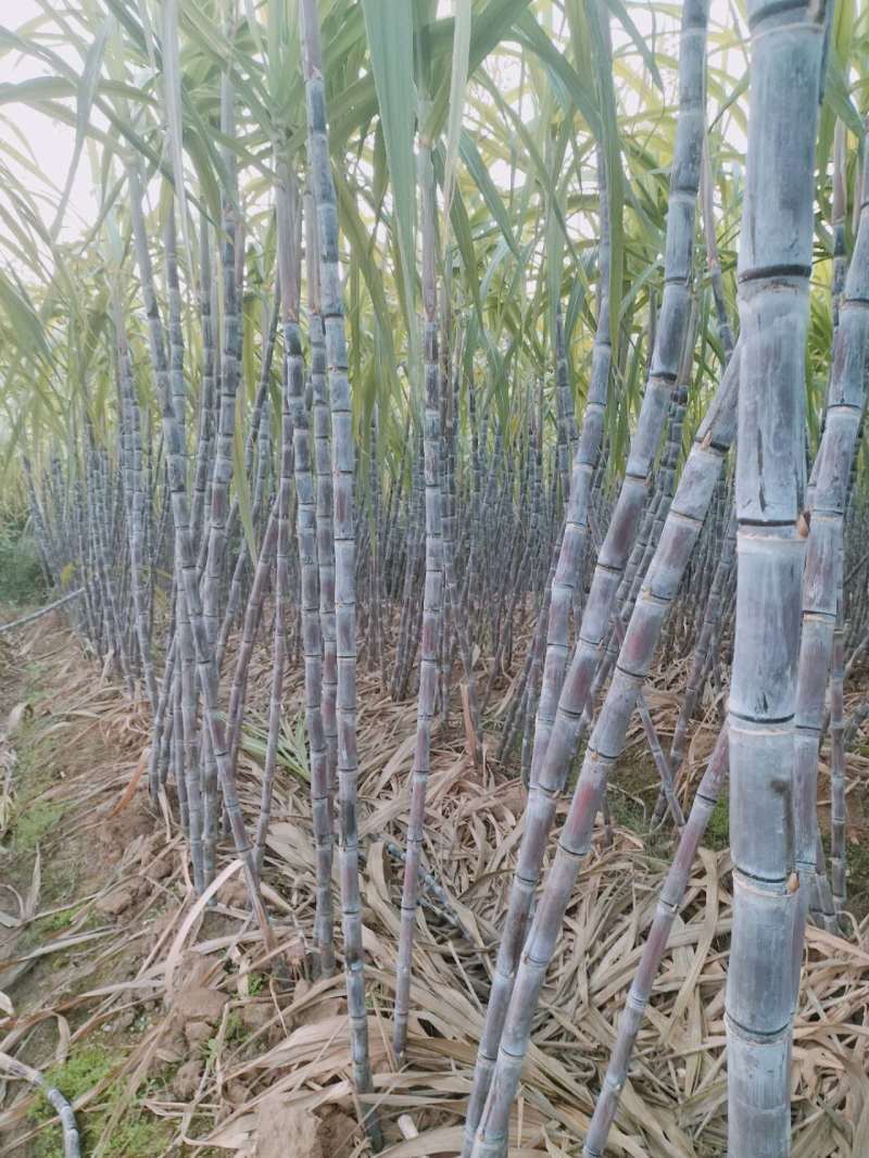 黑皮甘蔗，湖北枣阳甘蔗，产地发货，货量充足，欢迎致电
