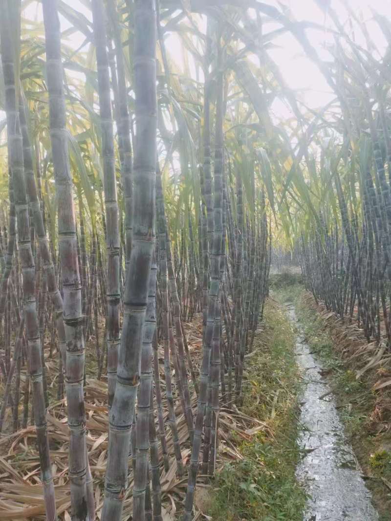 黑皮甘蔗，湖北枣阳甘蔗，产地发货，货量充足，欢迎致电