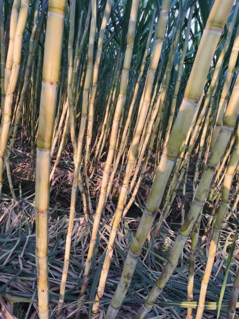 黄皮甘蔗，湖北枣阳甘蔗，产地发货，货量充足，欢迎致电