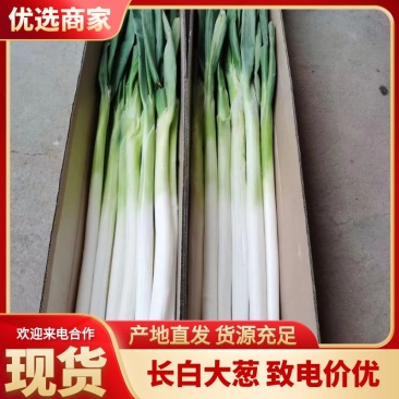 河北饶阳千亩优质大葱正待销售，葱白四十以上，现刨，现货