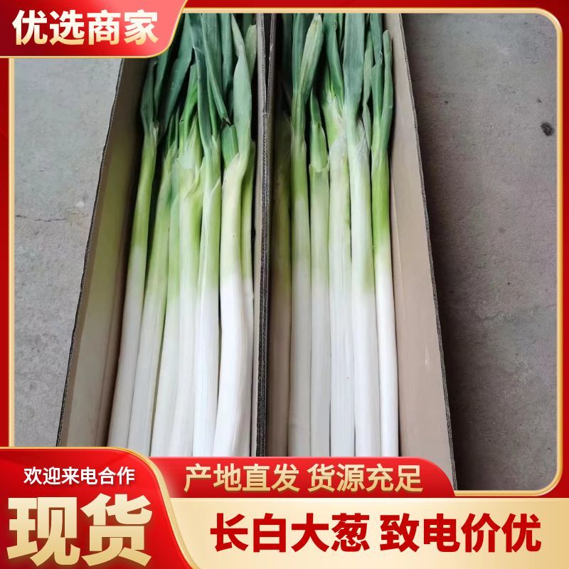 河北饶阳千亩优质大葱正待销售，葱白四十以上，现刨，现货