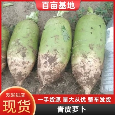 河北饶阳青皮萝卜正在上市中,脆甜可口,欢迎您光临