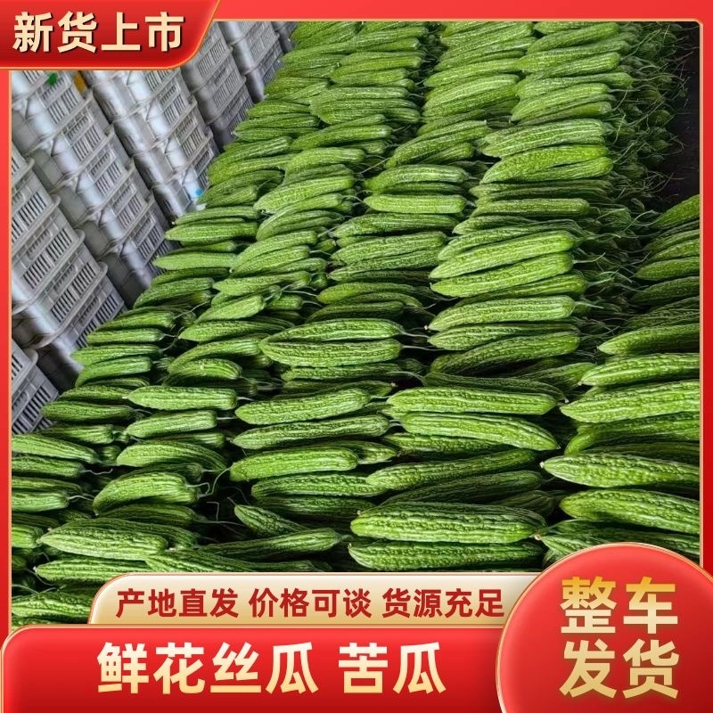 苦瓜山东油绿苦瓜大量供应对接全国市场电商