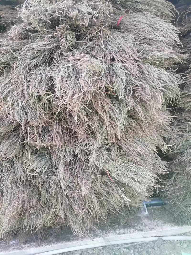 赤峰产全荆芥常年供货药材店加工厂有需要的老板来电联系
