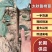 太秋柿子树苗货源充足量大从优质量保证欢迎咨询