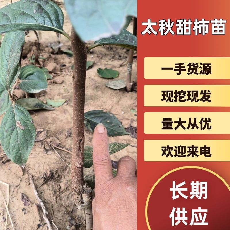 太秋柿子树苗货源充足量大从优质量保证欢迎咨询