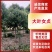 大叶女贞，规格齐全，价格美丽，实地考察，质量保证，价格优