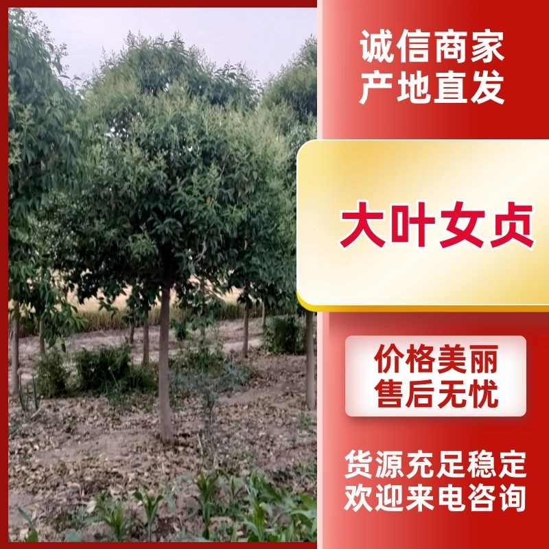 大叶女贞，规格齐全，价格美丽，实地考察，质量保证，价格优