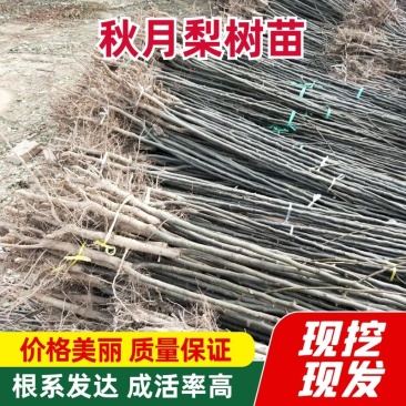 秋月梨苗品种纯正价格优惠规格齐全欢迎咨询