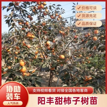 阳丰甜柿子树苗1年苗脆甜口感好，自然脱涩。