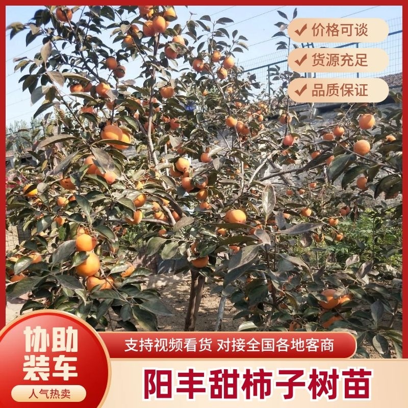 阳丰甜柿子树苗1年苗脆甜口感好，自然脱涩。
