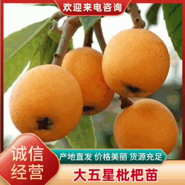 【简阳】大五星枇杷苗大量上市成活率高自家种植