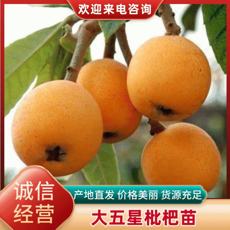 【简阳】大五星枇杷苗大量上市成活率高自家种植