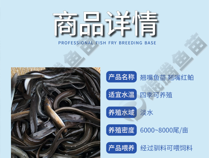 鲲腾生态白鳗鱼苗优质品种生态培育全国供应