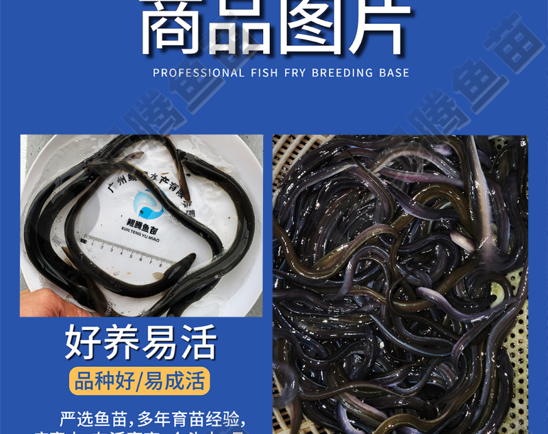 鲲腾生态白鳗鱼苗优质品种生态培育全国供应