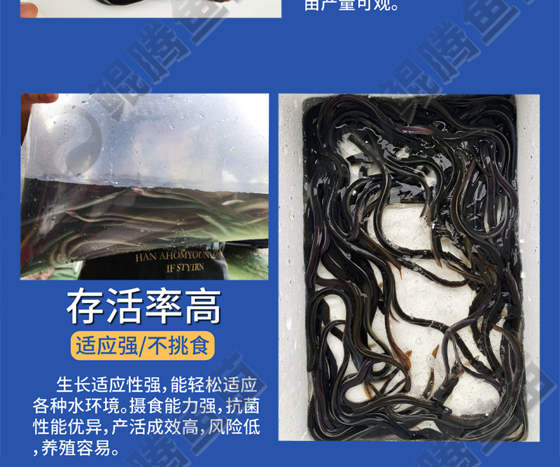 鲲腾生态白鳗鱼苗优质品种生态培育全国供应