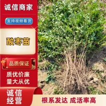 药用晋酸3号双仁酸枣苗产地直销裸根营养杯苗应有尽有需要联系