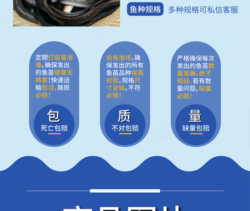 鲲腾生态白鳗鱼苗优质品种生态培育全国配送养殖指导