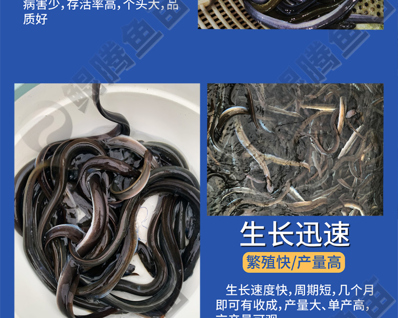 鲲腾生态白鳗鱼苗优质品种生态培育全国配送养殖指导