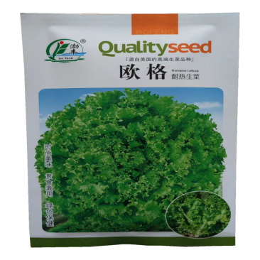 欧格生菜种子深绿散叶速生种子美国引种耐热生菜种子多皱