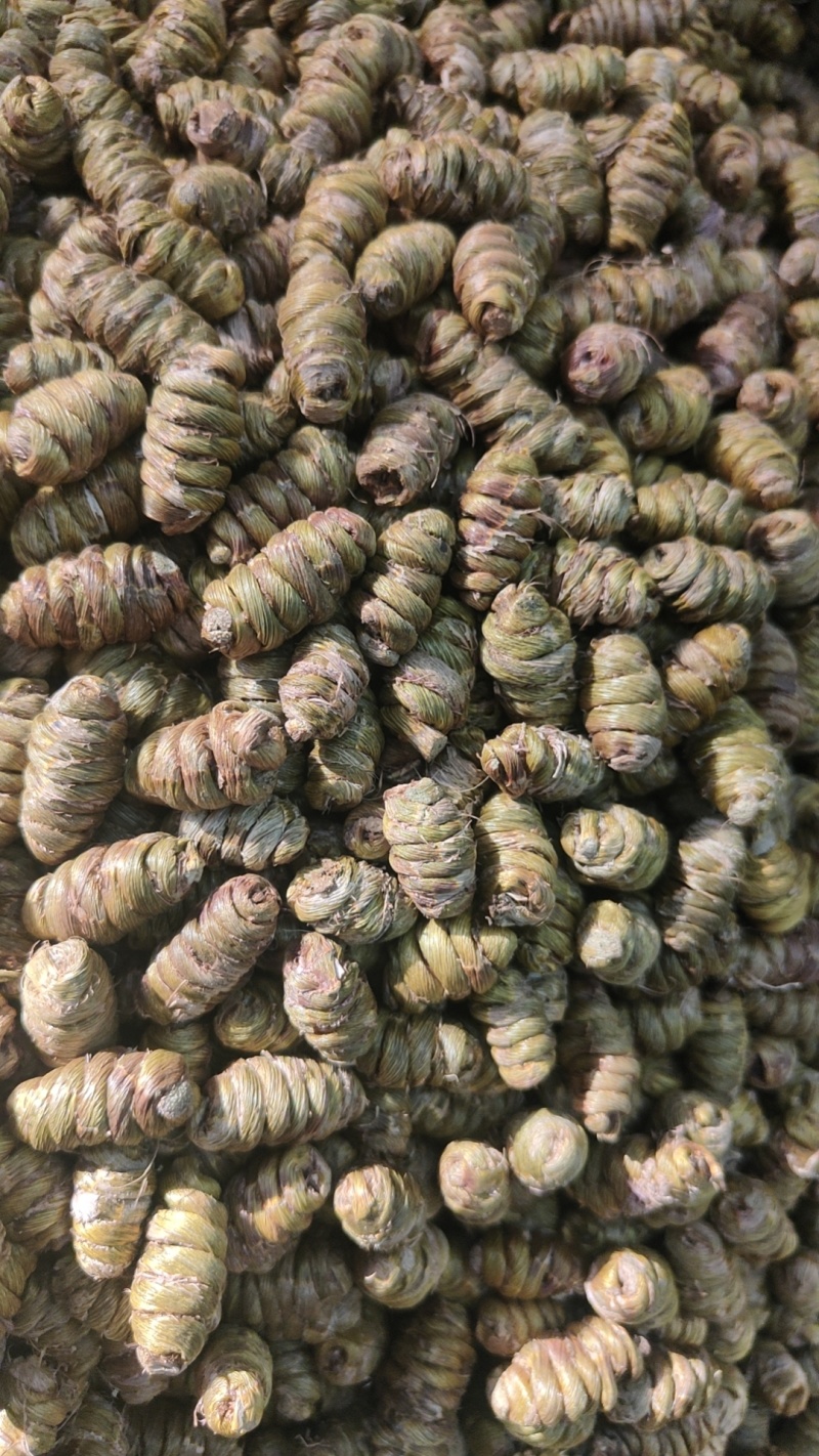 纯手工挑选霍山铁皮石斛礼盒装质量保证货源充足欢迎订购