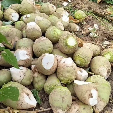 芥菜芥菜头基地供应量大质优价格优惠一手货源欢迎