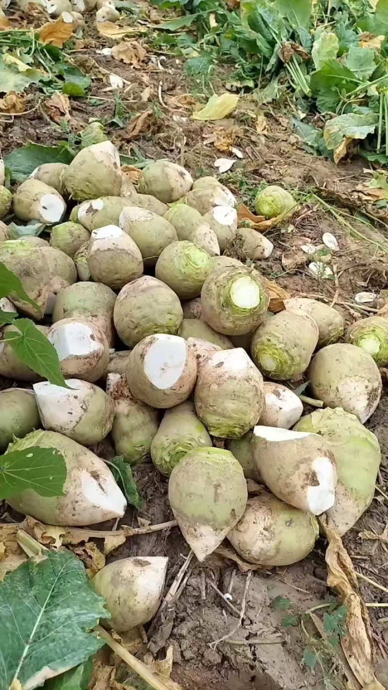 芥菜芥菜头基地供应量大质优价格优惠一手货源欢迎