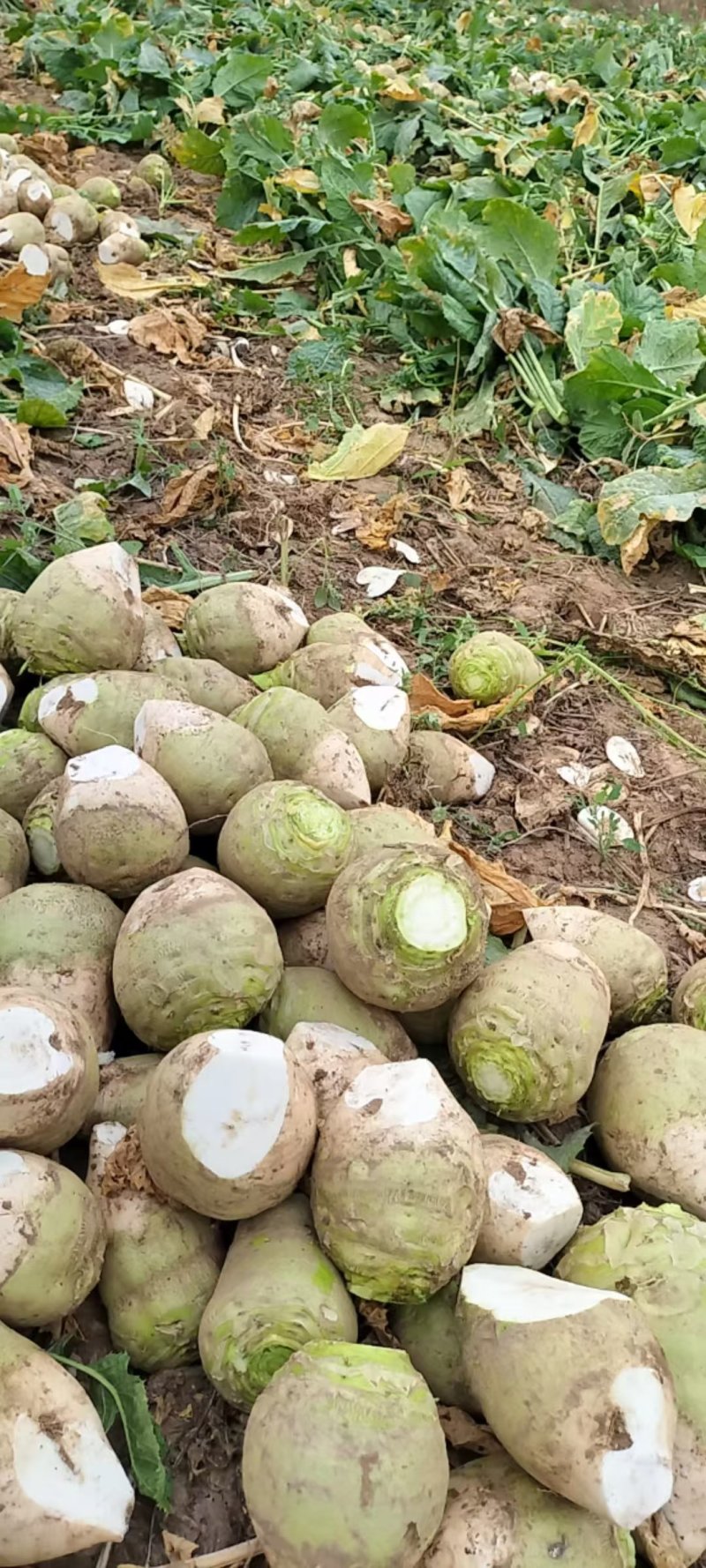 芥菜芥菜头基地供应量大质优价格优惠一手货源欢迎