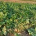 芥菜芥菜头基地供应量大质优价格优惠一手货源欢迎