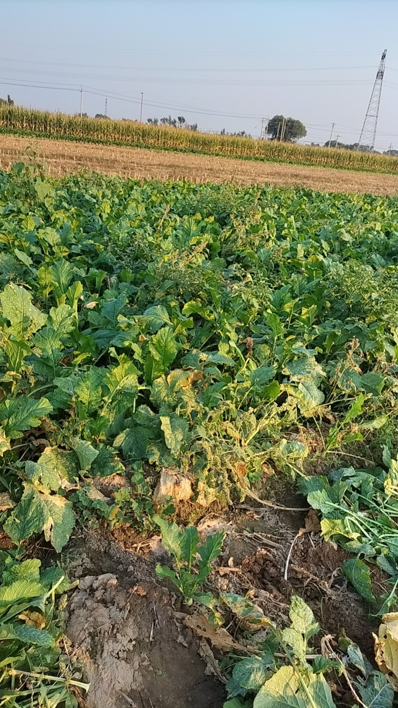 芥菜芥菜头基地供应量大质优价格优惠一手货源欢迎