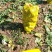 芥菜芥菜头基地供应量大质优价格优惠一手货源欢迎