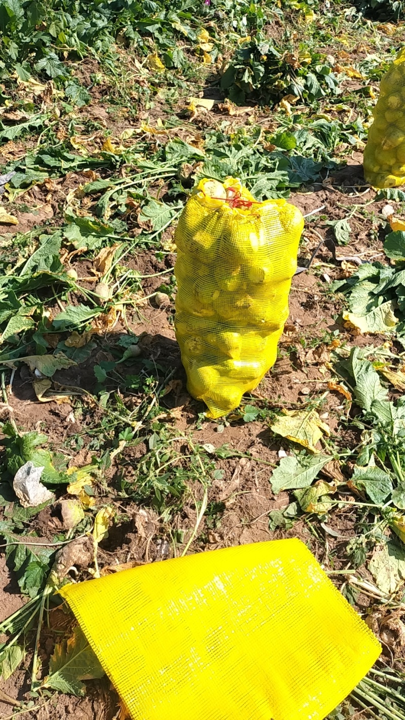 芥菜芥菜头基地供应量大质优价格优惠一手货源欢迎