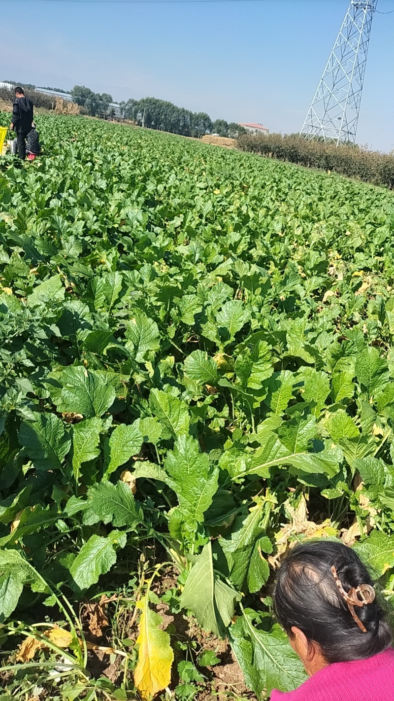 芥菜芥菜头基地供应量大质优价格优惠一手货源欢迎