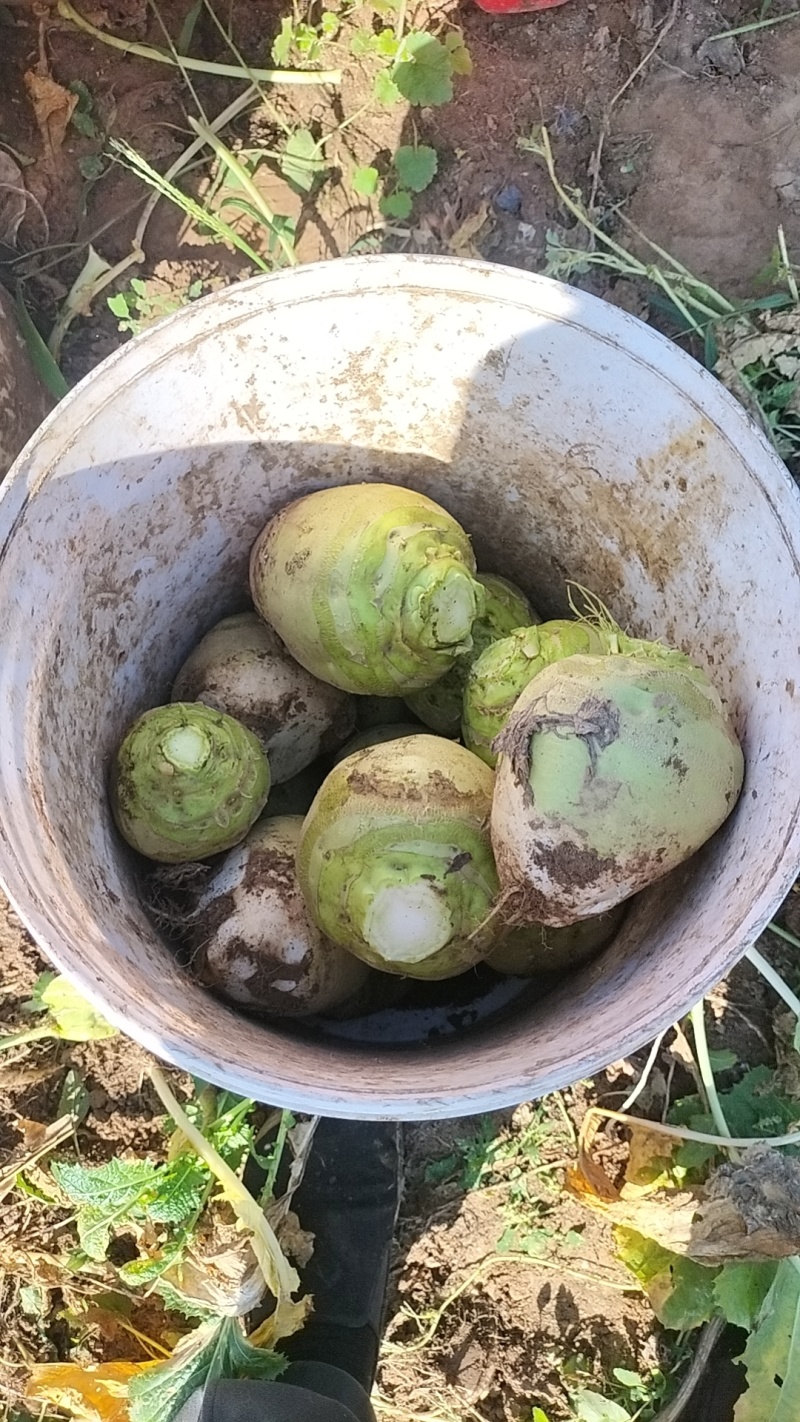 芥菜芥菜头基地供应量大质优价格优惠一手货源欢迎