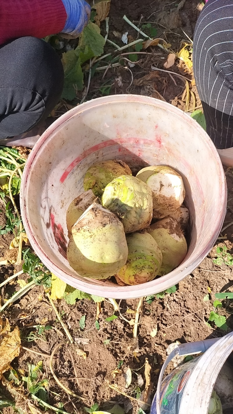 芥菜芥菜头基地供应量大质优价格优惠一手货源欢迎