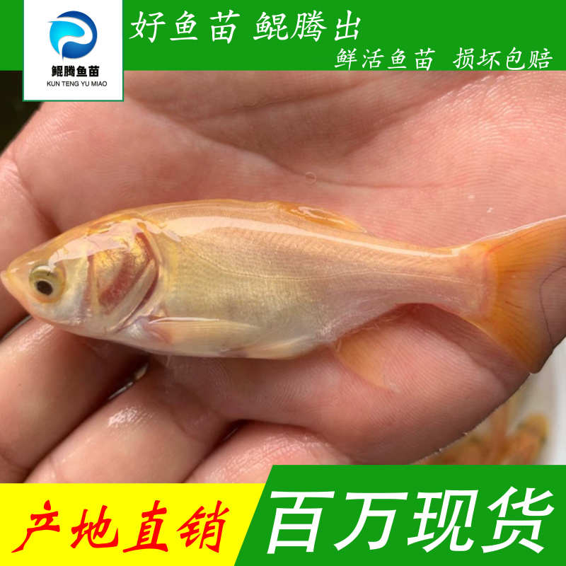 金大头鱼苗金鲢鱅鱼场地直销全国供应技术跟踪