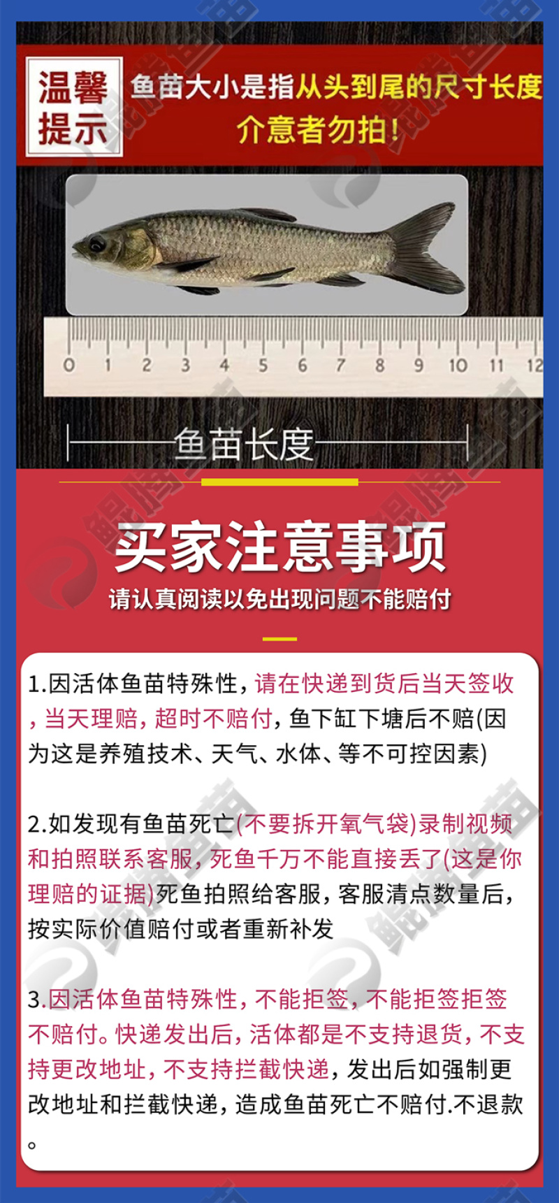 金大头鱼苗金鲢鱅鱼场地直销全国供应技术跟踪