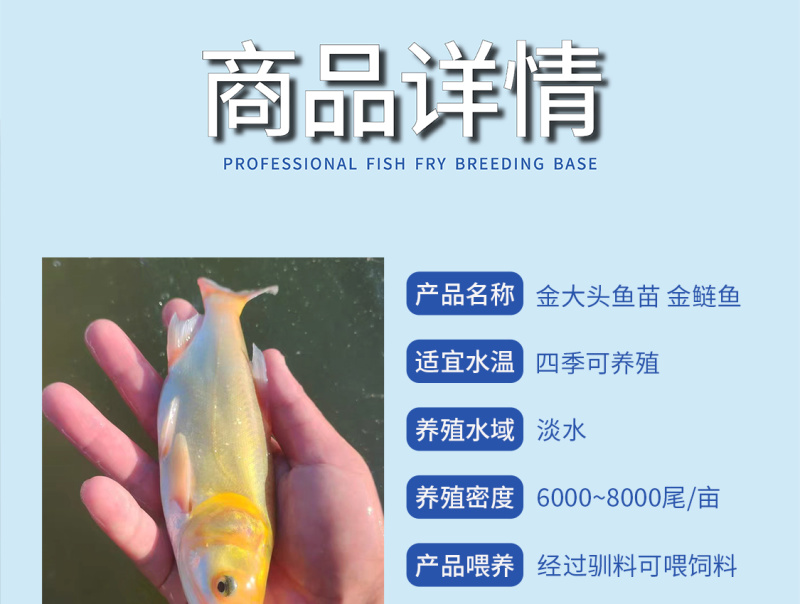 金大头鱼苗金鲢鱅鱼场地直销全国供应技术跟踪