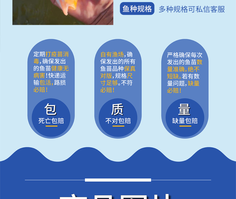 鲲腾优选金大头鱼苗优选苗种生态养殖全国直售技术支持