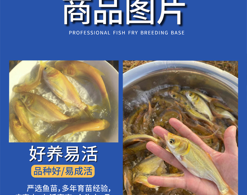 鲲腾优选金大头鱼苗优选苗种生态养殖全国直售技术支持