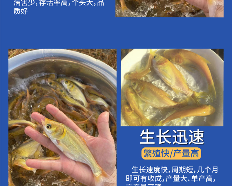 鲲腾优选金大头鱼苗优选苗种生态养殖全国直售技术支持