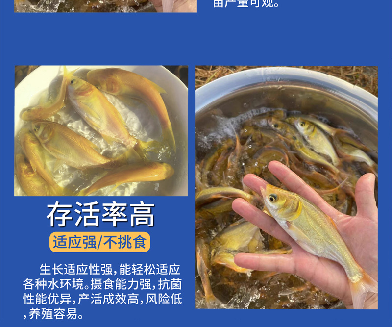 鲲腾优选金大头鱼苗优选苗种生态养殖全国直售技术支持