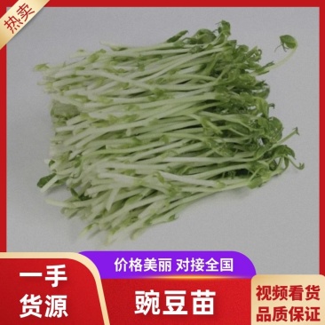 【优选】精品芽苗菜支持视频看货诚信经营做放心好货