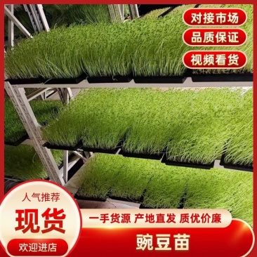 【精品】山东豌豆苗无污染品质看得见