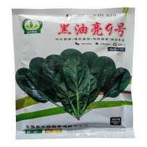 黑菠菜种子黑油亮9号种子耐热耐寒杂交高产耐抽苔大叶菠菜种