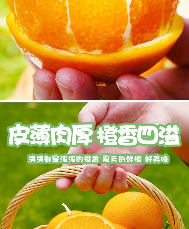 【电商一件代发】赣南脐橙-赣州安远-自产自销-量大从优